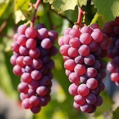 Фиолетовый в Жлобине