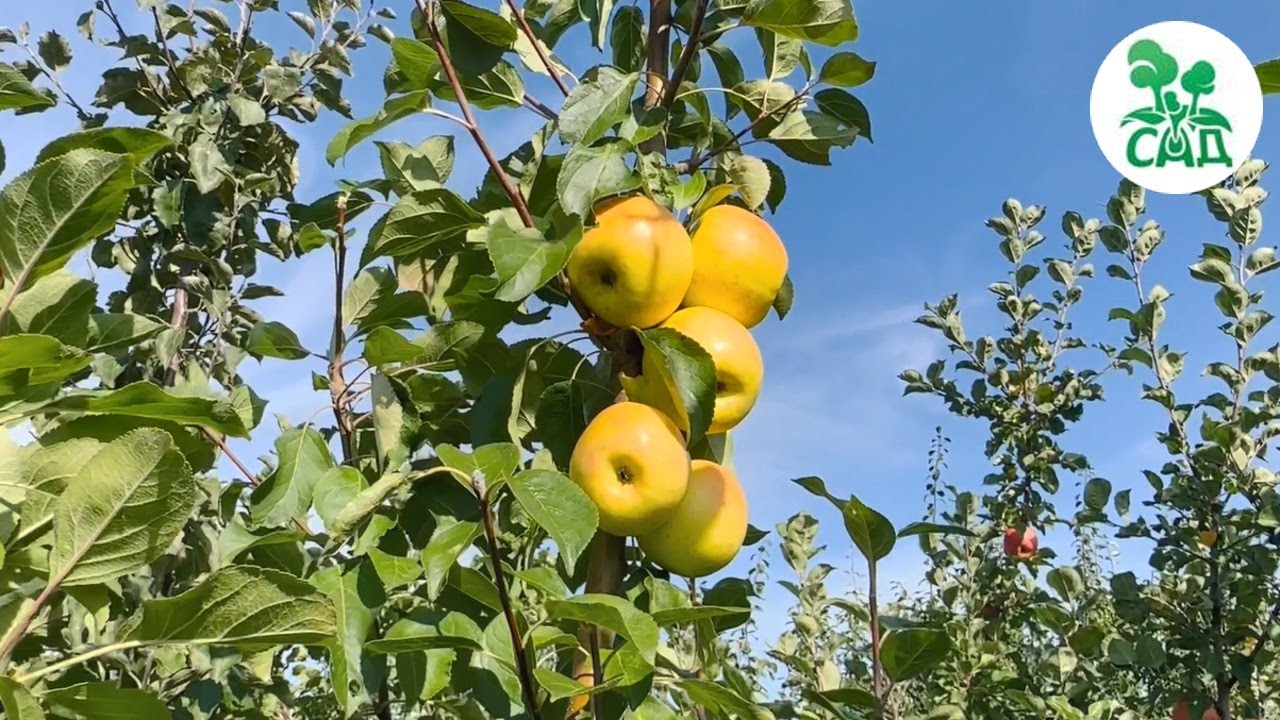 Превью видео