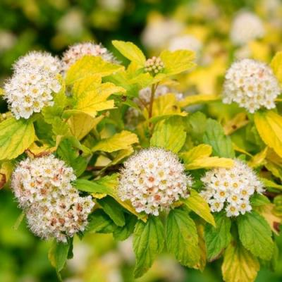 Желтый в Жлобине