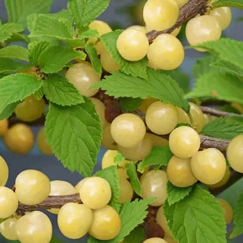 Вишня СНЕВИТ войлочная в Жлобине