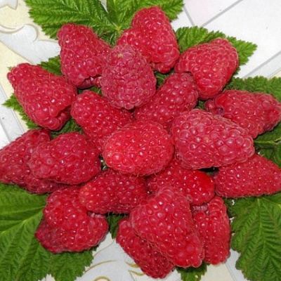 Сладкая в Жлобине