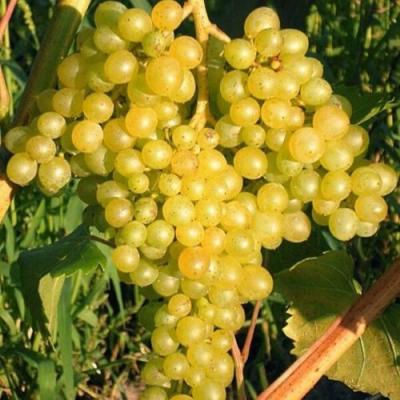 Желтый в Жлобине