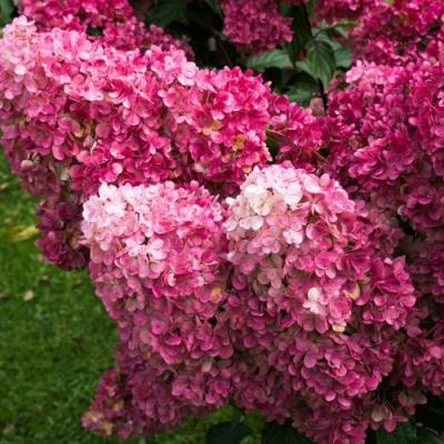 Фрайз в Жлобине