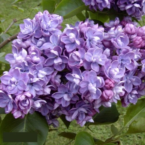 Сирень АМИ ШОТТ в Жлобине