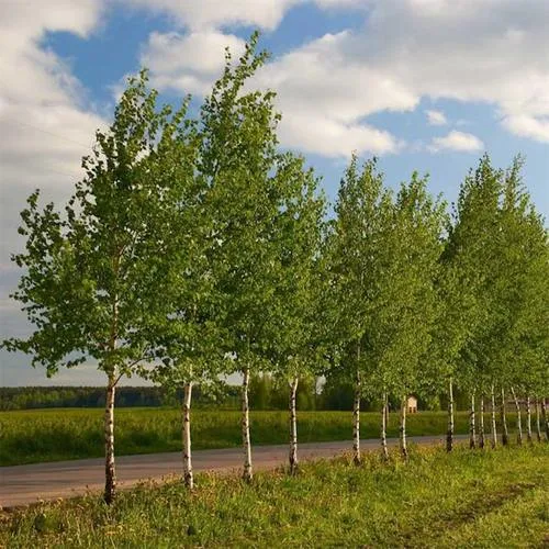 Береза обыкновенная в Жлобине