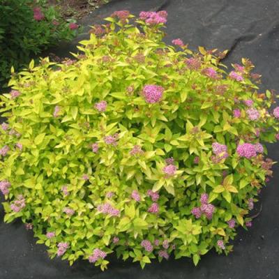 Голден в Жлобине