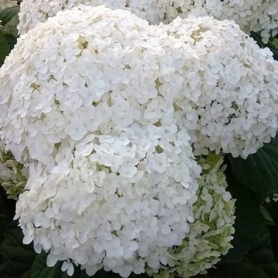 Белая в Жлобине