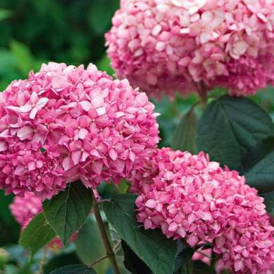 Розовая в Жлобине