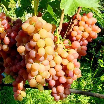 Сладкий в Жлобине