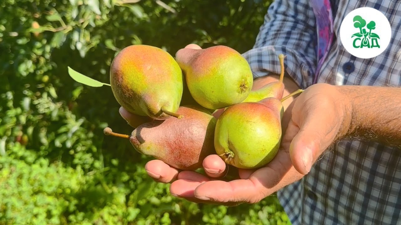 Превью видео