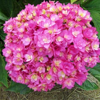 Ремонтантная в Жлобине