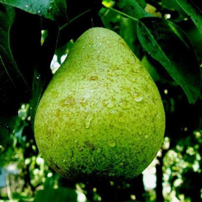 Зеленая в Жлобине