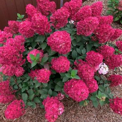 Красная в Жлобине