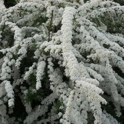 Серая в Жлобине