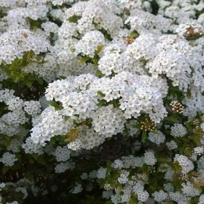 Белая в Жлобине