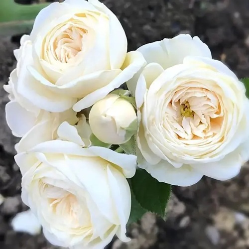 Роза АРТЕМИС шраб в Жлобине