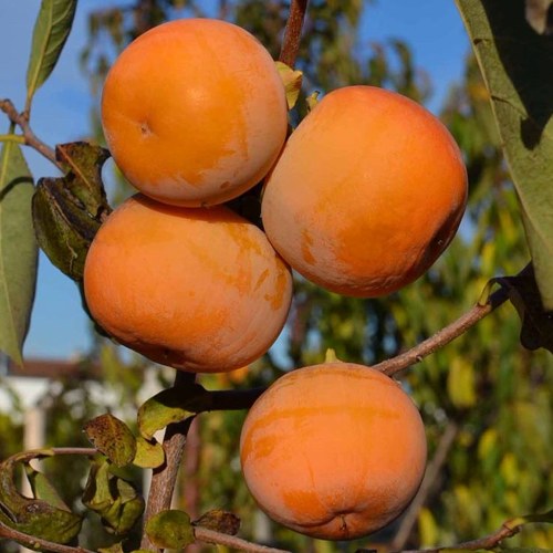 Хурма РОССИЯНКА в Жлобине