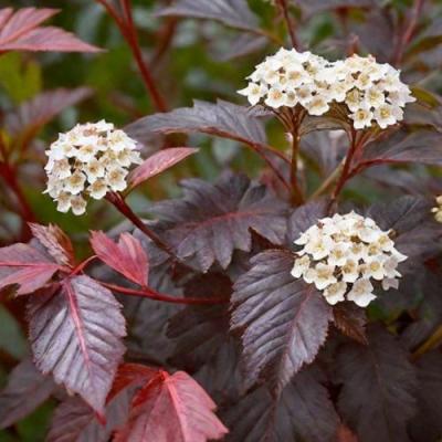 Бордовый в Жлобине