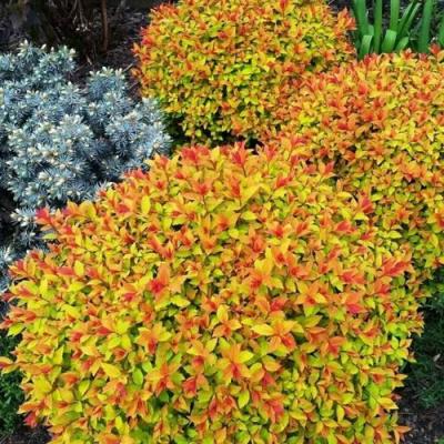 Низкорослая в Жлобине