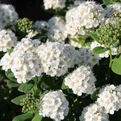 Березолистная в Жлобине