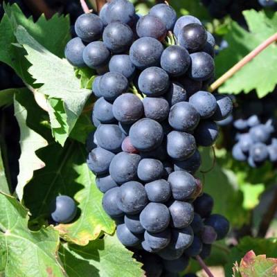 Круглый в Жлобине