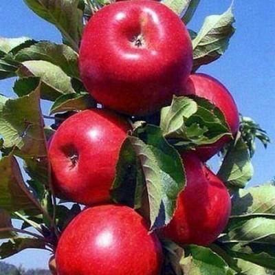 Колонновидные яблони в Жлобине