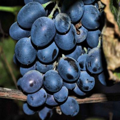 Синий в Жлобине