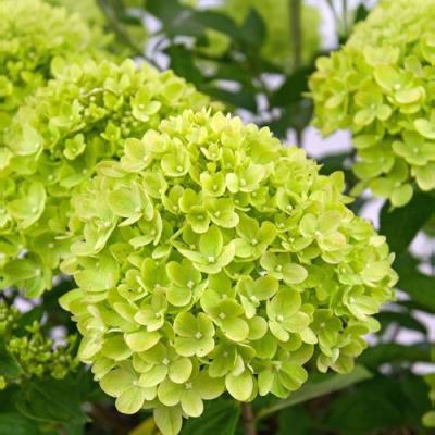 Зеленая в Жлобине