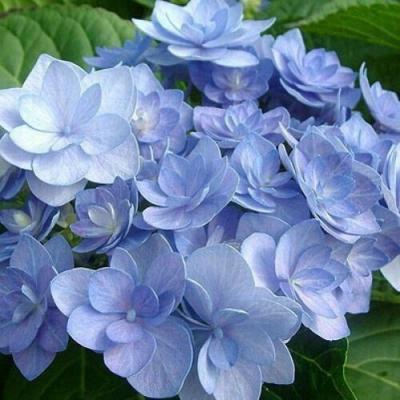 Голубая в Жлобине