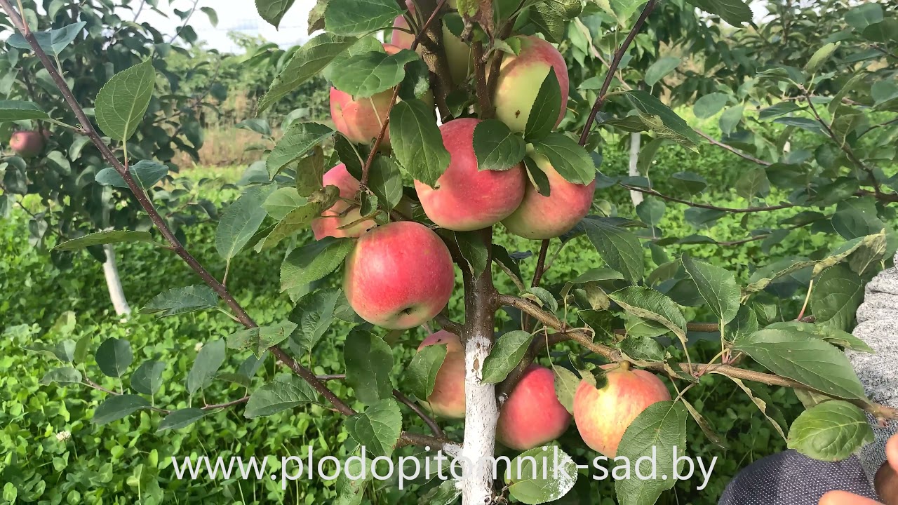 Превью видео