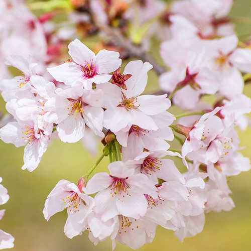 Сакура КОЙО НО МАЙ в Жлобине