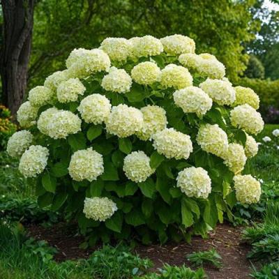 Большие (высокие) в Жлобине