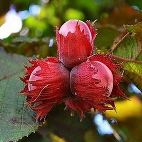 Фундук КРАСНЫЙ ЯНТАРЬ в Жлобине