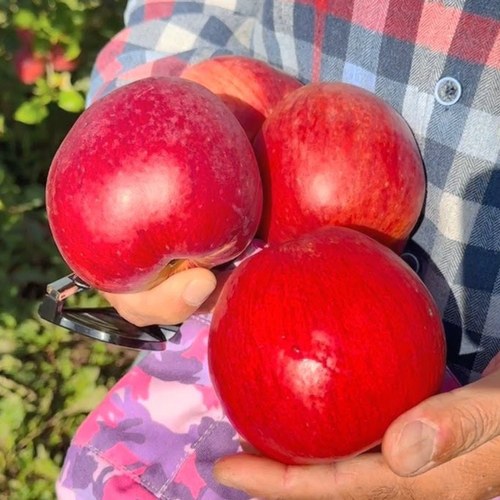 Яблоня ПАМЯТЬ СЮБАРОВОЙ в Жлобине