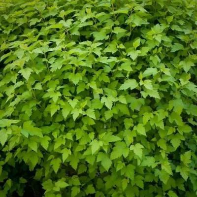 Зеленый в Жлобине