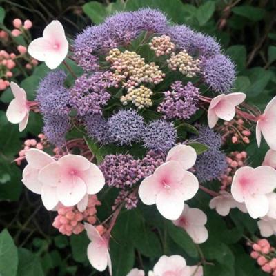 Шершавая в Жлобине