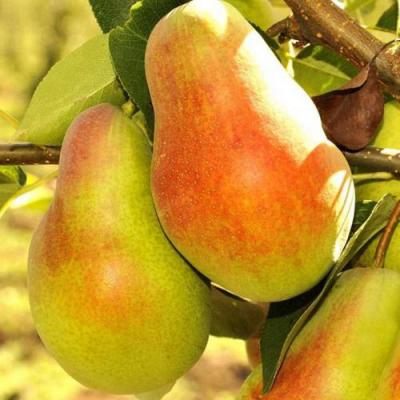 Красавица в Жлобине