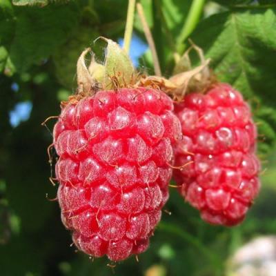 Крупная в Жлобине