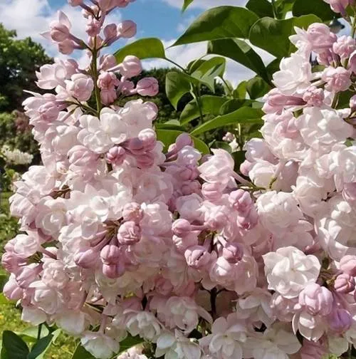 Сирень КРАСАВИЦА МОСКВЫ (привитая) в Жлобине