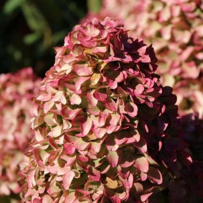 Мэджикал в Жлобине