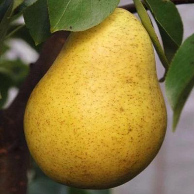 Крупная в Жлобине