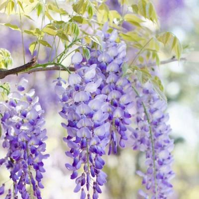 Глициния в Жлобине