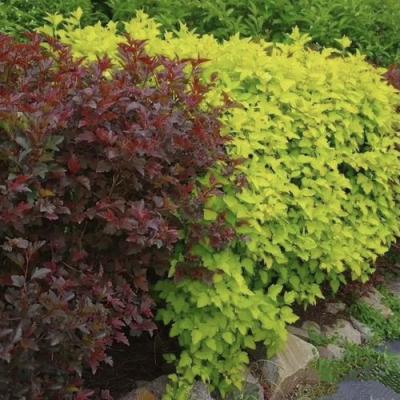 Калинолистный в Жлобине