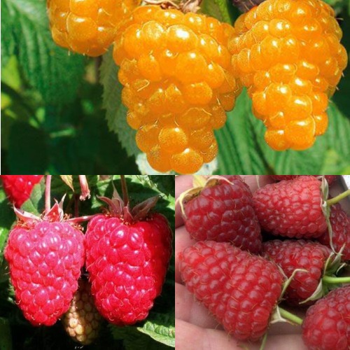 Комплект ЗОЛОТАЯ МАЛИНА в Жлобине