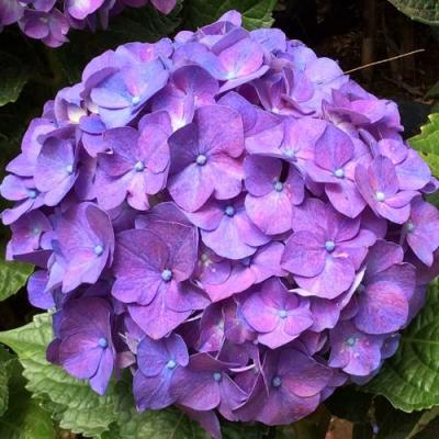 Фиолетовая в Жлобине