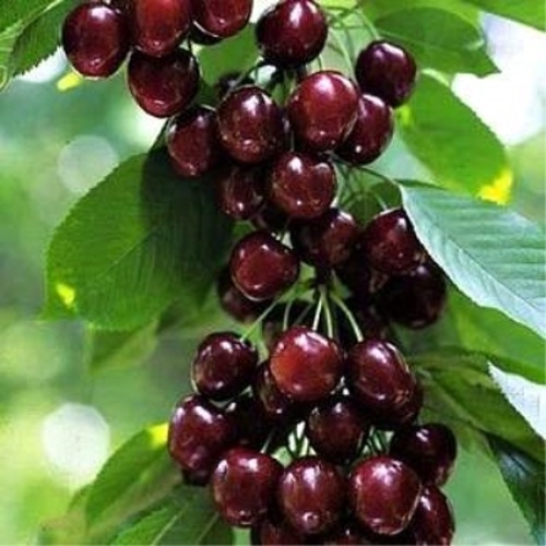 Черешня УДИВИТЕЛЬНАЯ в Жлобине