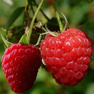 Кустовая в Жлобине