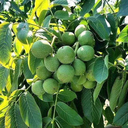 Грецкий орех  ИЗЯЩНЫЙ в Жлобине