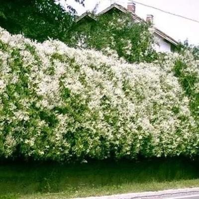 Фаллопия в Жлобине