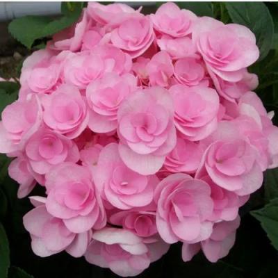 Махровая в Жлобине